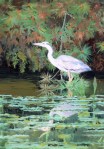 Japanese Heron